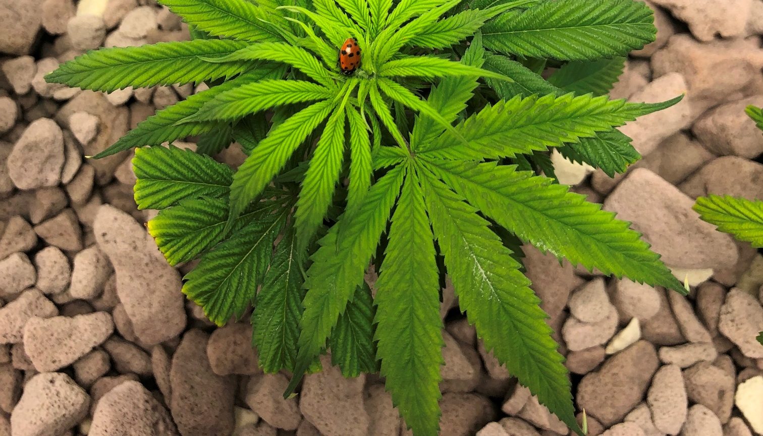 Hemp Plant