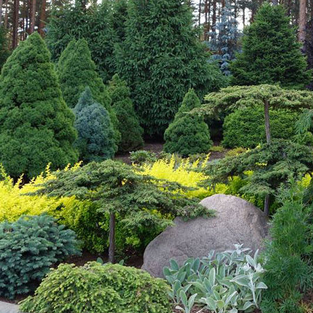 Mixed Conifer Collection 