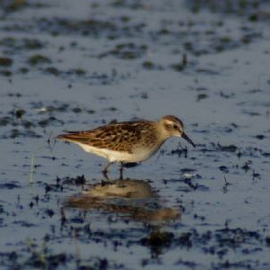 Sandpiper looking for food 