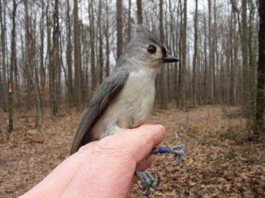 Comparative Titmouse