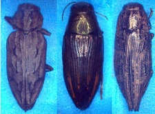 Beetles