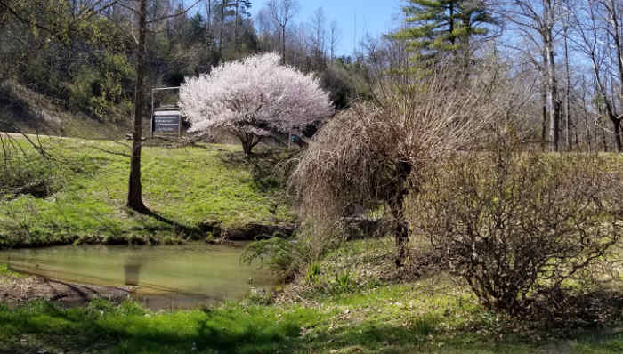 Flowering trees on the Oak Ridge Forest Unit