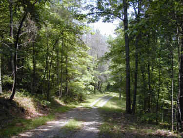 Forest Road on Oak Ridge Forest Unit