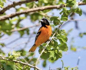 Baltimore Oriole on tree branch