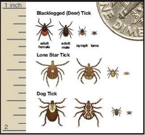 different types of ticks