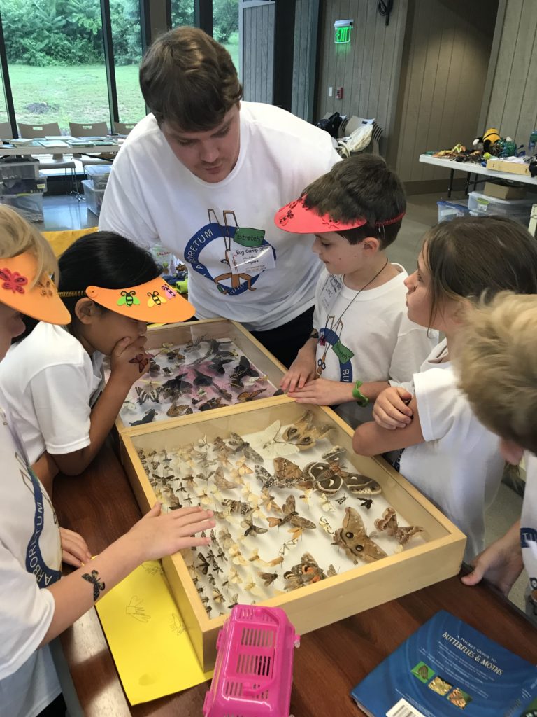 Bug Campers looking at butterfly and moth collections from the UT INSECT ZOO