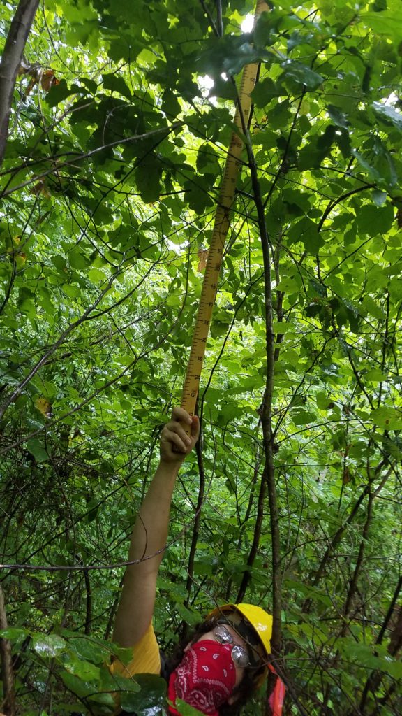 A planted white oak in the shelterwood with reserves gets its head into the main canopy after eight years.