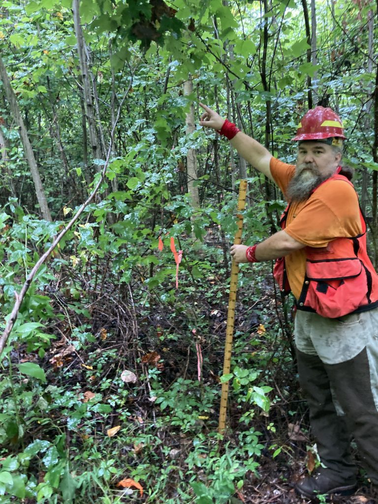 A planted white oak in the gap center is overtopped by tulip poplar and other species after eight years.