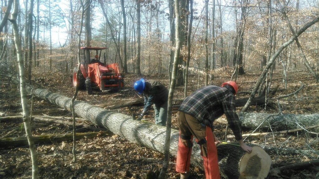 Researchers taking tree log measurements