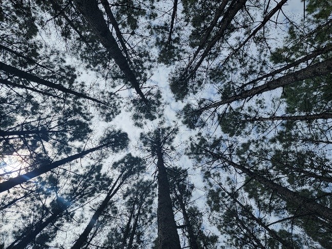View of canopy from ground-based photo.