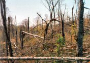 Damage after a tornado